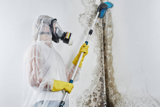 Best Mold Remediation for Rental Properties  in North Hobbs, NM