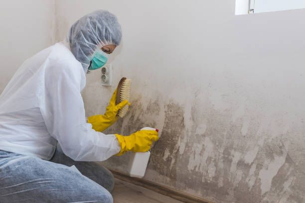 Best Attic Mold Removal  in North Hobbs, NM