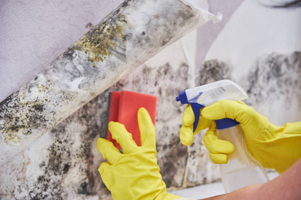 Best Mold Documentation for Insurance Claims  in North Hobbs, NM