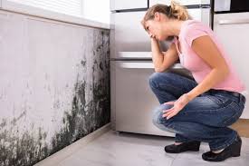 Professional Mold Removal Services in North Hobbs, NM